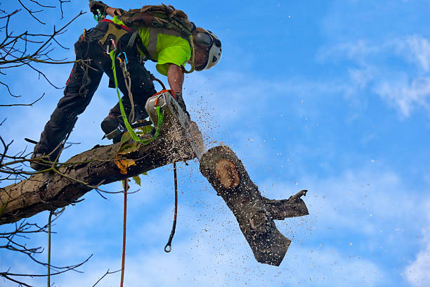 How Our Tree Care Process Works  in  Helena, AL